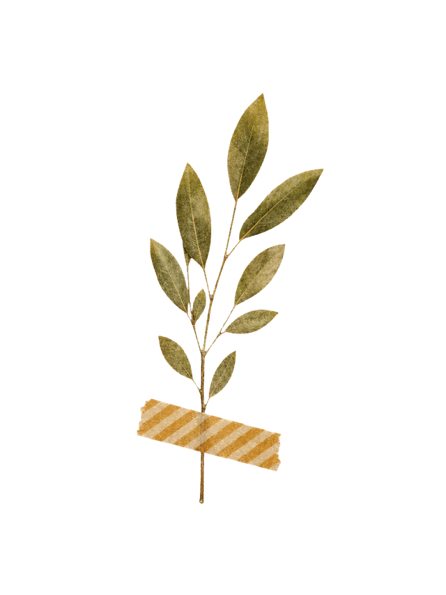 Pressed olive sprig taped to paper